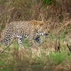 Levhart skvrnity - Panthera pardus - Leopard o8676